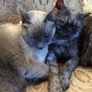 Meet your Posher, Ann